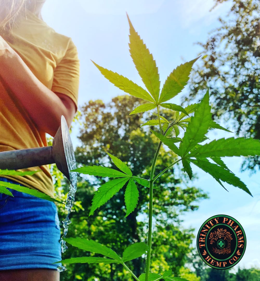 Hemp growing at Trinity Pharms